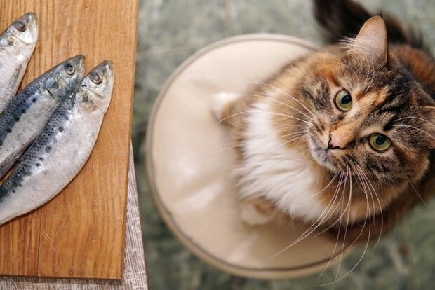 魚を見つめる猫