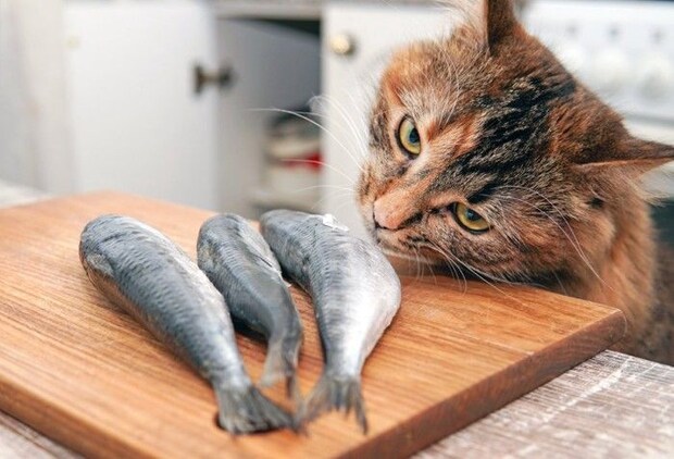 魚を食べたい猫