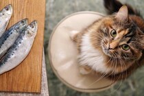 魚が大好物の猫は気を付けたい『イエローファット』とは？　主な原因や症状・予防法まで解説