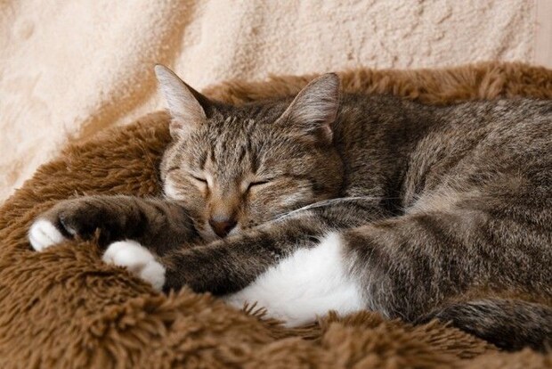 ウトウトする老猫
