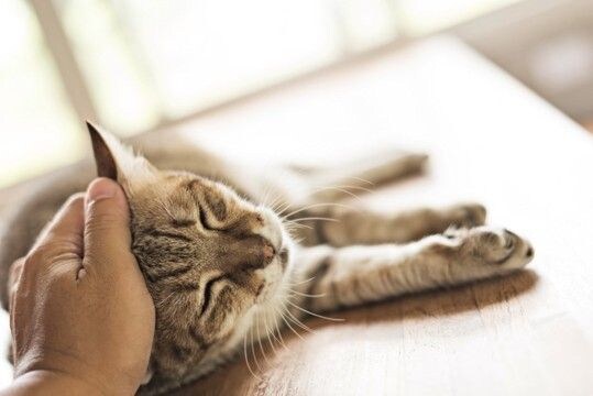猫が『最期を迎える』直前に飼い主がすべきこと5つ　後悔しないための準備や心構えの方法も