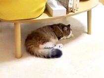 テーブルの下で眠る猫→ふと横を見てみると、もう１匹が…思わずほっこりする『仲良しな光景』に「かわいいのオンパレード」「癒される」の声