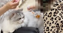 娘が『猫のブラッシング』を手伝ってくれると…心温まる日常の光景に「可愛いが詰まってるｗ」「幸せで溢れていて素敵」と癒される人が続出