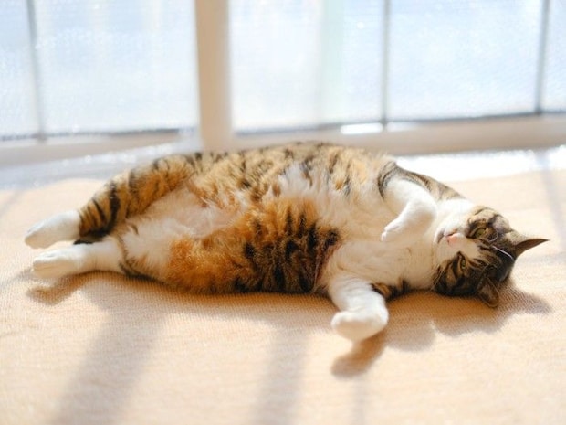 仰向けで寝る猫