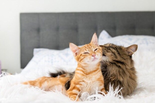 ベッドの上でくつろぐ2匹の猫
