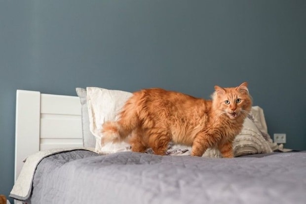 ベッドの上に立つ猫