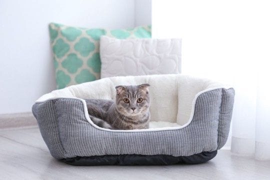 猫がやたらと『寝床を変える』3つの理由　考えられる心理や好みやすい環境の条件も
