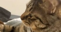 『ニンニクたっぷりのラーメン』を食べて帰宅した結果→愛猫がとった『まさかの行動』が49万再生「強い意志を感じる」「わかりやすいｗ」