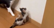 赤ちゃん猫が壁にいた『虫』を見つめていると…お兄ちゃん猫がとった『まさかの行動』が尊すぎると30万再生「優しぃぃぃぃ」「惚れる」