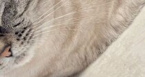 『床でくつろぐ猫』をよく見たら……アザラシの赤ちゃんそっくりな『可愛すぎる瞬間』に３万いいね「にゃざらし」「真似してるのかなｗ」