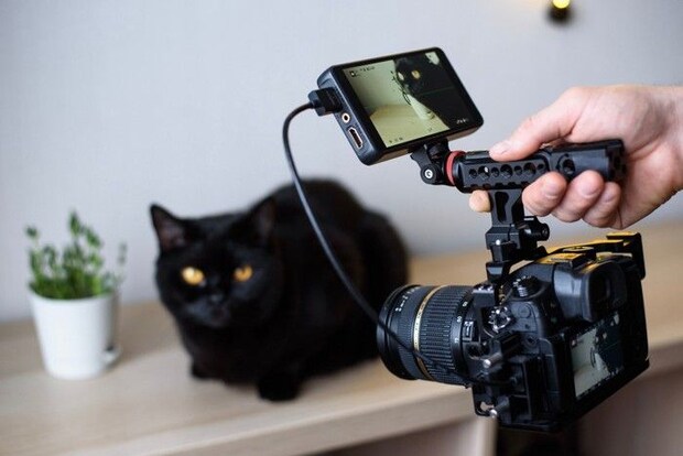 写真撮影される猫