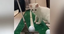 ゴルフの練習中に『子猫』が近づいてきた結果→興味津々な様子で…笑ってしまう展開が27万再生「厳しそうなコーチｗ」「ニヤけてしまった」