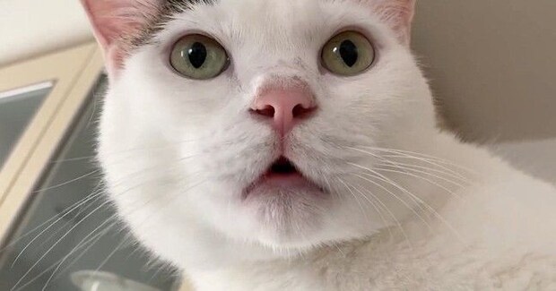 『大好きなパパ』を待っていた猫→帰ってくると……たまらなく可愛い反応が20万再生「テンションの上がり方がｗ」「エンジン絶好調ｗ」