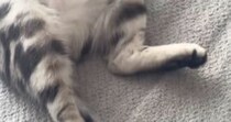 絨毯の上で『お昼寝していた猫』→お腹を天井に向けて…とっても無防備な寝姿に「可愛すぎて涙が出る」「たまらん」と悶絶の声続出
