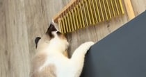 壁際にある『ウインドチャイム』を見つめる猫→触れてみると……まさかの光景に23万いいね「素晴らしい音色」「本当に凄いし天才」と絶賛