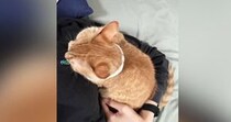 飼い主の体の上に前足を乗せる猫→とっても『近い距離』で……『尊い光景』にほっこりする人が続出「可愛すぎて羨ましい」「話聞いてくれそう」