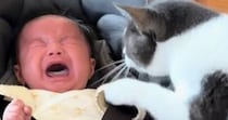 『泣き出してしまった赤ちゃん』に……実家の猫が見せた『まさかの行動』が213万再生「大丈夫だよって言ってそう」「尊すぎてうるっときた」