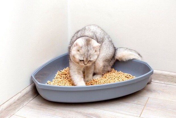 隅にあるトイレに入る猫