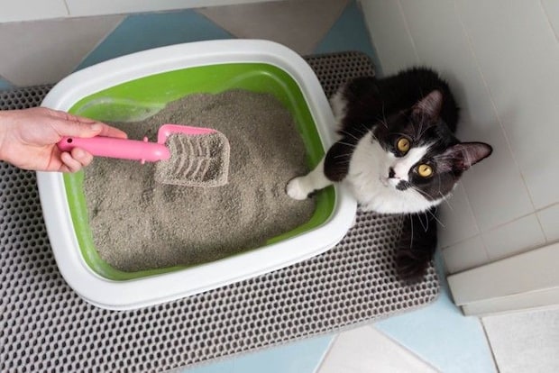 猫のトイレ掃除