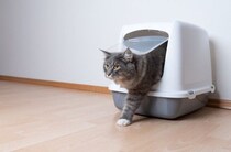 猫が喜ぶ『トイレの設置場所』の条件4選　愛猫にもたらすメリットや気を付けたいポイント