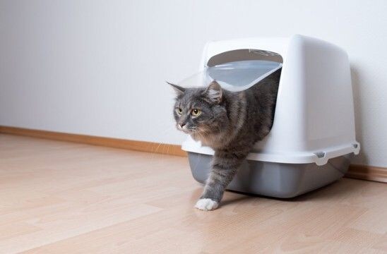 猫が喜ぶ『トイレの設置場所』の条件4選　愛猫にもたらすメリットや気を付けたいポイント