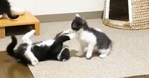 元気いっぱいに遊び回る子猫たち→片付けをして戻ったら、『優しい先住猫』のそばで…尊すぎる瞬間に「素敵な保育士」「なんて可愛いの」と反響
