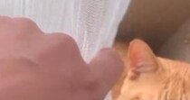 猫たちの様子を見ようと、カーテンをめくったら…予想外の『とんでもない格好』に爆笑「めっちゃ体柔らかいｗ」「どうしても一緒がいいんだｗ」