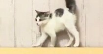 見つめあう２匹の子猫→お互いに背中を丸めた状態で…可愛すぎる『まさかの光景』に２万いいね「コントみたいｗ」「微笑ましいやんのかステップ」