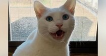 窓の外をじっと見つめるネコ→突然振り返ってきて……『素敵すぎる瞬間』に２万いいね「すごく嬉しそう」「ママと見たかったのかな」