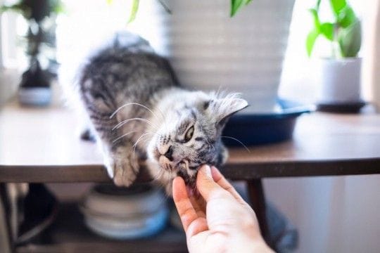 猫が『あなたのことを呼んでいる』ときのサイン5つ　呼びかけてくる理由や応え方のポイントまで