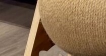 新しく買った『猫用グッズ』を置いたら……愛猫が見せた『まさかの使い方』に２万いいね「可愛すぎるので大正解」「顔に笑ったｗ」