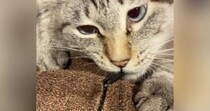 夢中になってチャックで遊ぶネコ→やめてもらおうと指で止めたら…『尊すぎるやり取り』に３万いいね「信じられないくらいかわいい」と反響