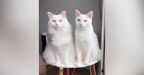 モデルのように美しい『２匹の白猫』→顔をよーく見ると……あまりにも"愛おしい瞬間"に３万いいね「ギャップ萌えｗ」「本当にきれい」と話題