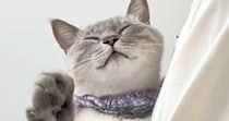 抱っこされる『甘えん坊猫』→おててを伸ばしてきて…可愛すぎる『まさかの行動』が95万再生「３ポフｗ」「win-winでしかないブーム」