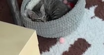 お留守番していた子猫→飼い主が帰ってきたことに気づくと…あまりにも『尊い光景』が39万再生「早く帰りたくなるね」「すべてが可愛い」