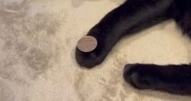 猫と『コインを使った遊び』にチャレンジ→おてての上に置いてみると……驚きの展開に「すっすげぇ〜」「表情が可愛すぎる」と話題に