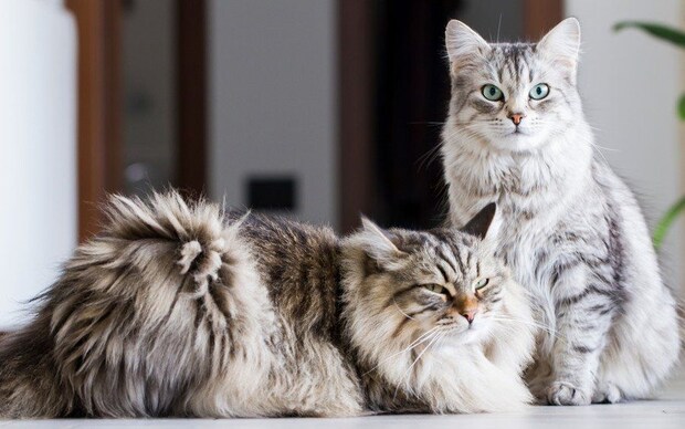 2匹の猫