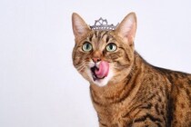 現イギリス王族で唯一の猫好き！　マイケル公妃の印象的な「猫愛」