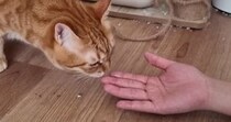 久しぶりに遊びに来た妹→『元凶暴猫』との再会で……心温まる『まさかの展開』に反響「感動の涙と笑いの涙がｗ」「良かったねぇ」