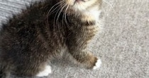 『ええぇっ』動物病院の先生も驚愕…『子猫の顔』を見ると→珍しすぎる光景に13万いいね「初めて見た」「すごく綺麗でかわいい」と話題に