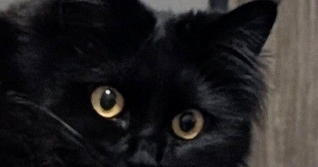 振り向いた黒猫→ペロリと『舌を出した瞬間』に撮影したら、『口元』が…まさかすぎる光景に笑う人が続出「むちゅーって感じｗ」「可愛いｗ」