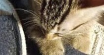 『足を噛んできた子猫』をきっちりと叱った結果→伝わったようで…愛おしすぎる光景に４万いいね「ちゃんと伝わるのすごい」「可愛すぎる」