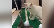 ゴルフの練習中に『子猫』が近づいてきた結果→興味津々な様子で…笑ってしまう展開が27万再生「厳しそうなコーチｗ」「ニヤけてしまった」