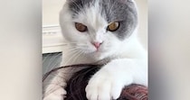 猫が髪の毛で遊んでいると思ったら…次の瞬間→予想外の『尊すぎる光景』に「ママ猫にじゃれる子猫みたい」「居心地よかったんだ」と14万再生