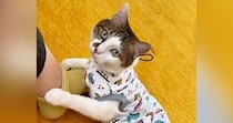 ママに撫でてもらっていた猫→甘え足りなくて…悶絶必至の『可愛すぎる催促』が18万再生「幸せな時間だね」「愛されているのがすごく伝わる」