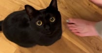 どうしても構ってほしい黒猫→ママが離れると……あまりにも可愛い『まさかの行動』が38万再生「幸せな気持ちになった」「たまらんねｗ」