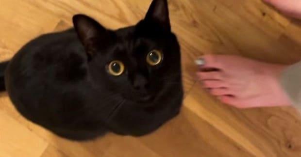 どうしても構ってほしい黒猫→ママが離れると……あまりにも可愛い『まさかの行動』が38万再生「幸せな気持ちになった」「たまらんねｗ」