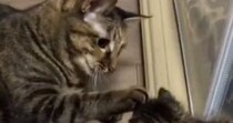はじめましての『新入り子猫』に……先住猫が見せた『驚きの神対応』が39万再生「優しさがあふれてる」「仲良しになれそう」と感動の声