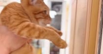 『賢い猫は壁に手をつける』→検証してみた結果…とんでもなく尊い『まさかのオチ』が658万再生「最後が優勝ｗ」「むしろ賢いかもｗ」と話題