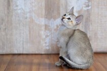 猫の毛に関する特徴『ティッキング』ってなに？代表的な3種や毛色の特徴も解説
